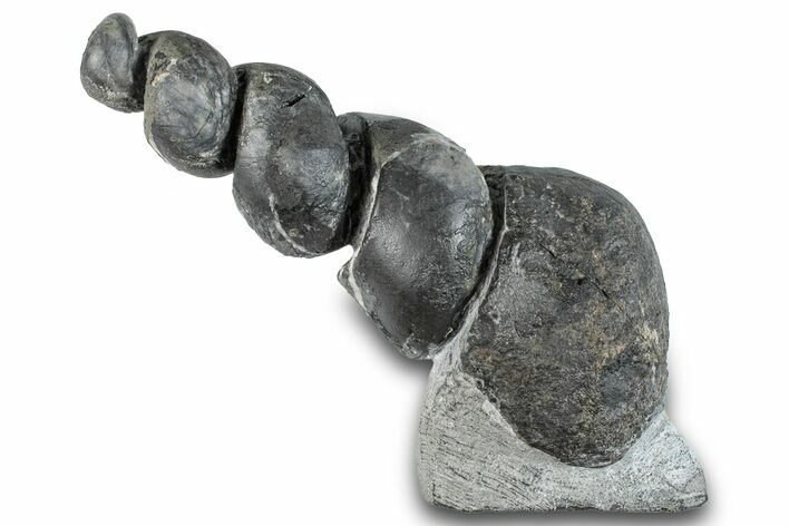 Devonian Fossil Gastropod Internal Mold - Issoumour, Morocco #282726